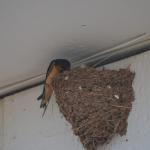 OTRA2014CN_0071 (August 24, 2014)